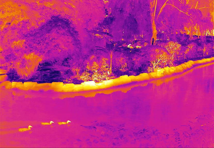 小鸭搭配火烈鸟