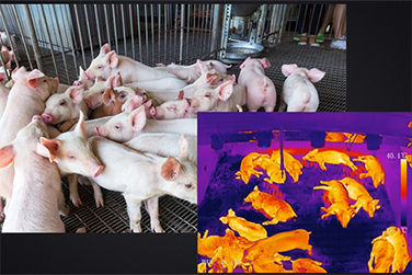 红外热成像技术在智慧养殖中的应用