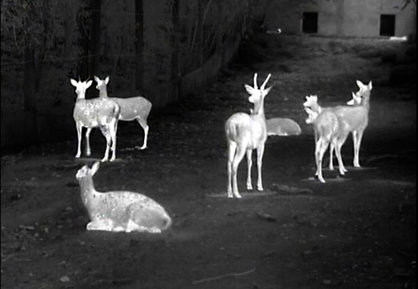 红外热成像如何帮助野生动物保护